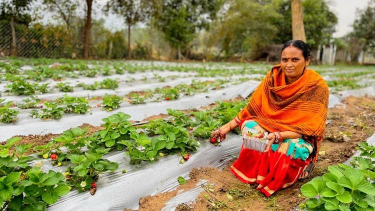 Vedanta’s “Project Sangam” empowers Kalahandi farmers through strawberry cultivation