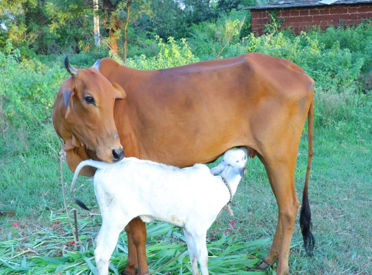 Gomini Brings Tech Transparency to Cow Adoption in India