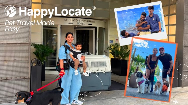 Moving Abroad From India With Your Pet: Is It Safe, or Should You Find Them a New Home?