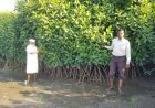 Mangrove Ecosystems: Nature's Living Shield Against Climate Change and Coastal Disasters